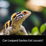 Can Leopard Geckos Eat Locusts