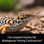 Can Leopard Geckos Eat Madagascar Hissing Cockroaches