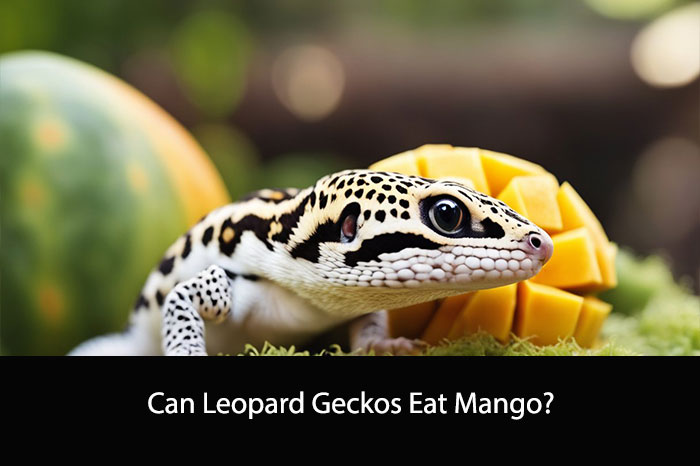Can Leopard Geckos Eat Mango