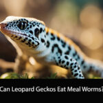 Can Leopard Geckos Eat Meal Worms