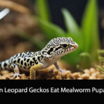 Can Leopard Geckos Eat Mealworm Pupae