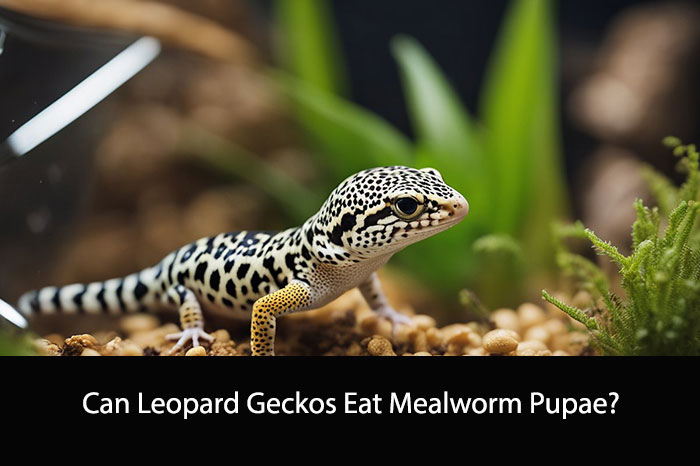 Can Leopard Geckos Eat Mealworm Pupae