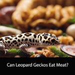 Can Leopard Geckos Eat Meat