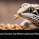 Can Leopard Geckos Eat Metamorphosed Mealworms