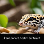 Can Leopard Geckos Eat Mice