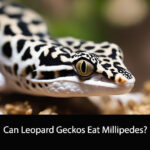 Can Leopard Geckos Eat Millipedes