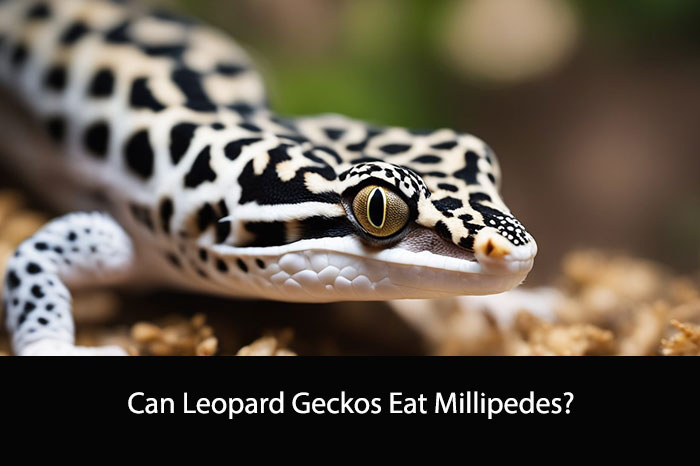Can Leopard Geckos Eat Millipedes