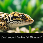 Can Leopard Geckos Eat Minnows