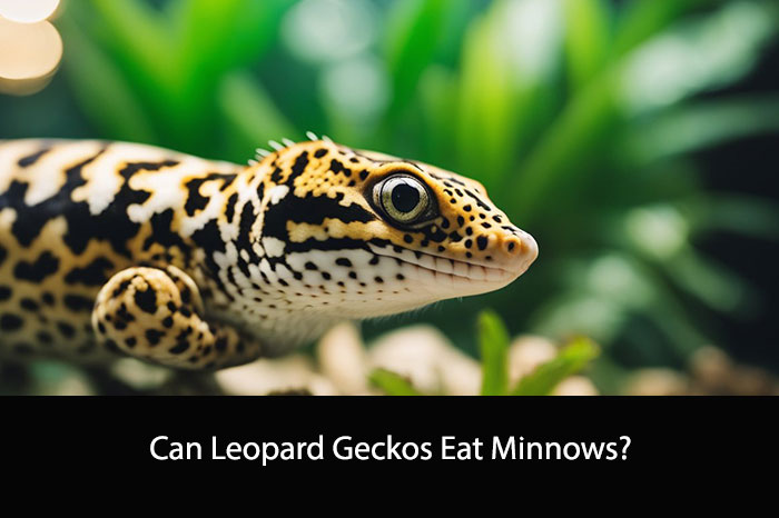 Can Leopard Geckos Eat Minnows