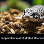 Can Leopard Geckos Eat Molted Mealworms