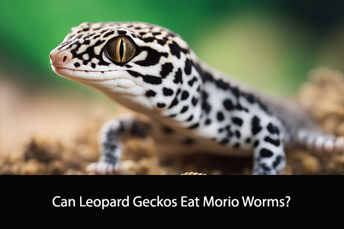 Can Leopard Geckos Eat Morio Worms