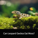 Can Leopard Geckos Eat Moss