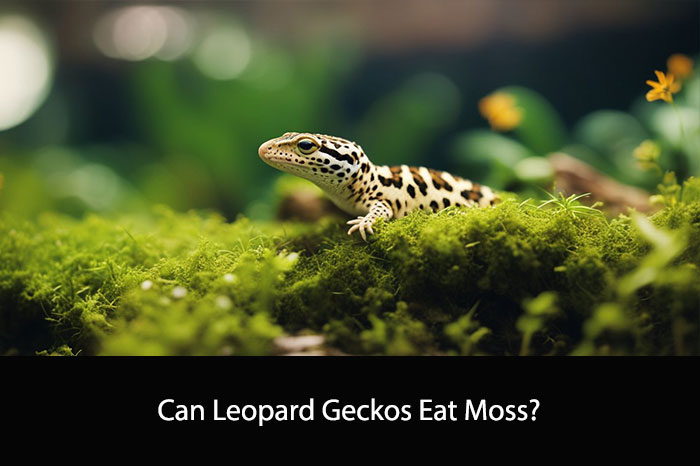 Can Leopard Geckos Eat Moss