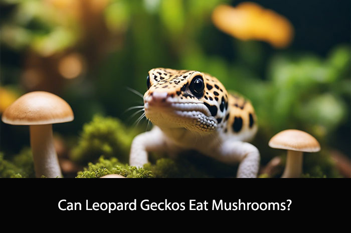 Can Leopard Geckos Eat Mushrooms