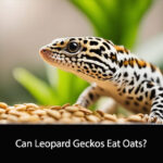 Can Leopard Geckos Eat Oats