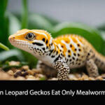 Can Leopard Geckos Eat Only Mealworms