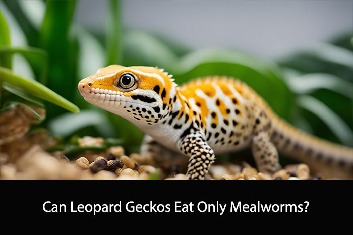 Can Leopard Geckos Eat Only Mealworms