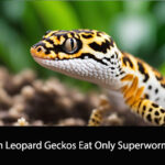 Can Leopard Geckos Eat Only Superworms