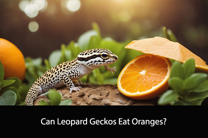 Can Leopard Geckos Eat Oranges