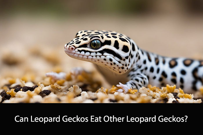 Can Leopard Geckos Eat Other Leopard Geckos