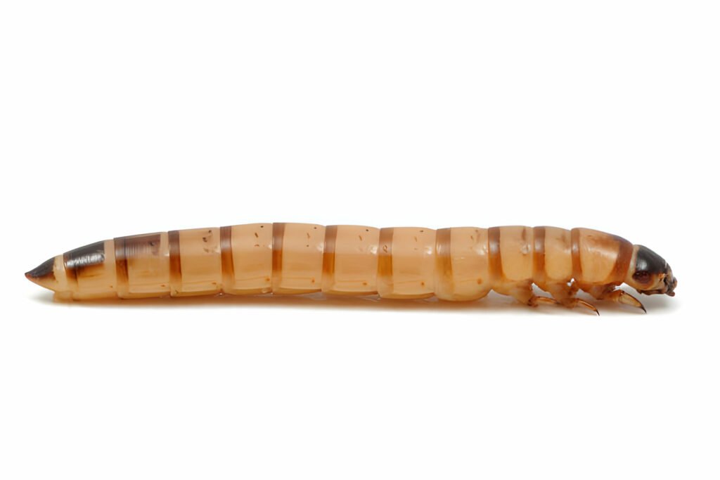 Can Leopard Geckos Eat Morio Worms