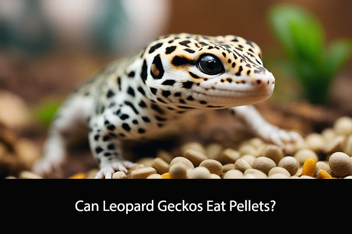Can Leopard Geckos Eat Pellets