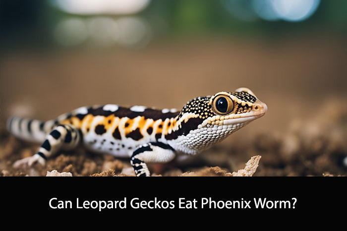Can Leopard Geckos Eat Phoenix Worm