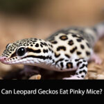 Can Leopard Geckos Eat Pinky Mice