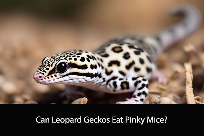 Can Leopard Geckos Eat Pinky Mice