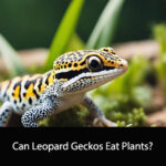 Can Leopard Geckos Eat Plants