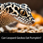 Can Leopard Geckos Eat Pumpkin
