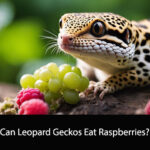 Can Leopard Geckos Eat Raspberries