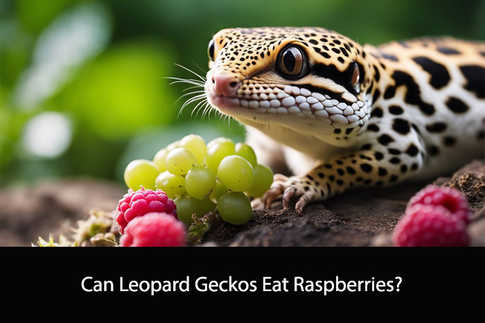 Can Leopard Geckos Eat Raspberries