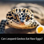 Can Leopard Geckos Eat Raw Eggs