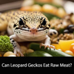 Can Leopard Geckos Eat Raw Meat