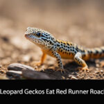 Can Leopard Geckos Eat Red Runner Roaches
