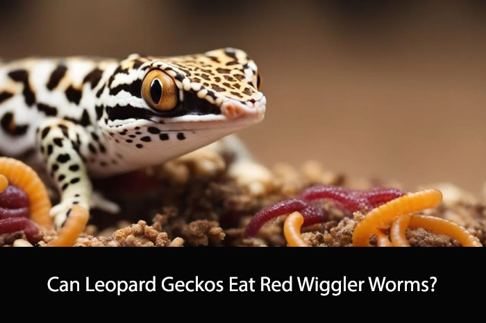 Can Leopard Geckos Eat Red Wiggler Worms