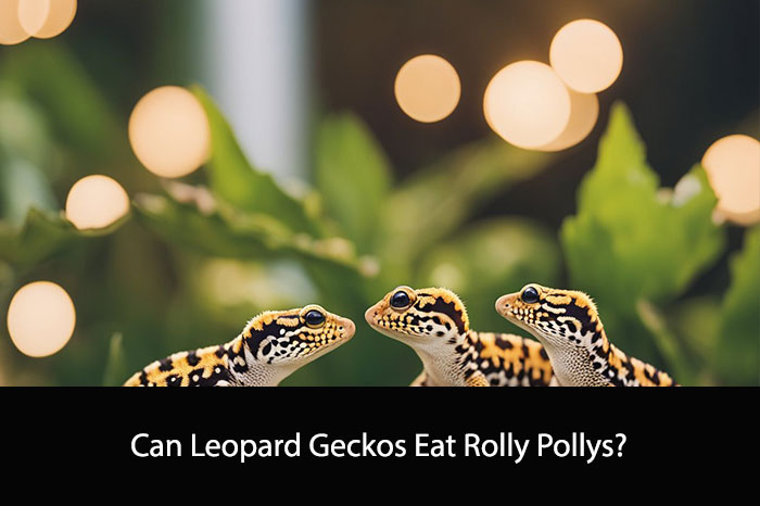 Can Leopard Geckos Eat Rolly Pollys