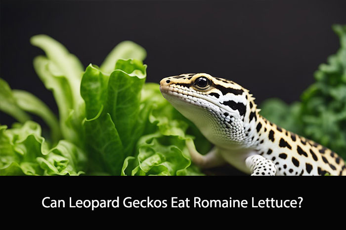 Can Leopard Geckos Eat Romaine Lettuce