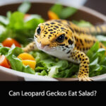 Can Leopard Geckos Eat Salad