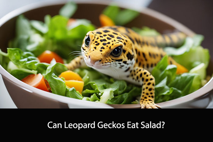 Can Leopard Geckos Eat Salad