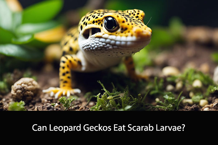 Can Leopard Geckos Eat Scarab Larvae