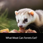 What Meat Can Ferrets Eat