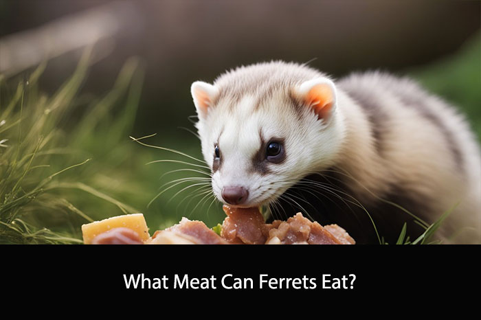 What Meat Can Ferrets Eat