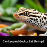 Can Leopard Geckos Eat Shrimp