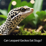 Can Leopard Geckos Eat Slugs