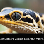 Can Leopard Geckos Eat Snout Moths