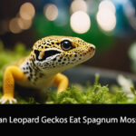 Can Leopard Geckos Eat Spagnum Moss