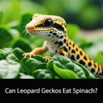 Can Leopard Geckos Eat Spinach