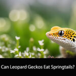 Can Leopard Geckos Eat Springtails